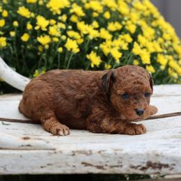 Bean - Merle female Whoodle puppy in West Bend, Iowa from Blue Skies Terriers