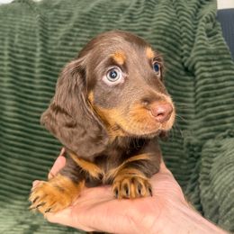 Chocolate and tan BOY 1 - Chocolate and tan male Dachshund puppy in Brookhaven, Mississippi from Southern Grace Doxies
