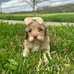 Mopsy - Red and white female Cockapoo puppy in Rolla, Missouri from Diamond K