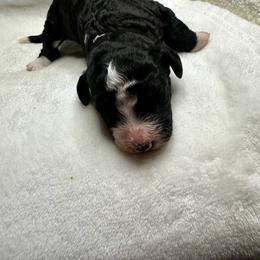 Black and white - Black and white male Bernedoodle puppy in Holt, Missouri from Mindys Doodles