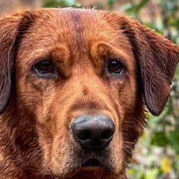 Labrador Retrievers from Lake Crystal Farms Labradors