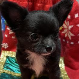 Chihuahuas and Poodles from Acina