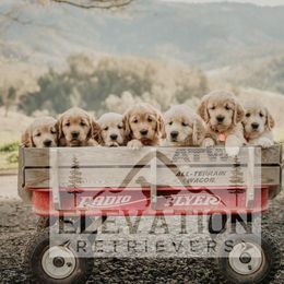 Golden Retriever Puppies from Elevation Retrievers