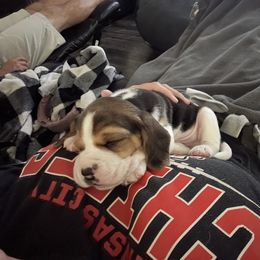 Beagle Puppies from Stranger Creek Beagles