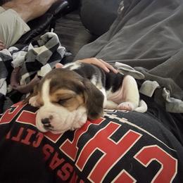Beagle Puppies from Stranger Creek Beagles