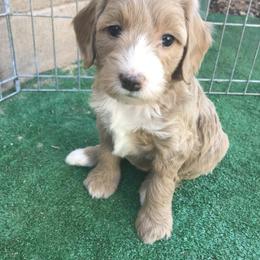 Goldendoodle Puppies from Golden Law Kennels