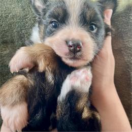 Rosemary - Black tri female Miniature Australian Shepherd puppy in Kentucky from Natural Life Ranch