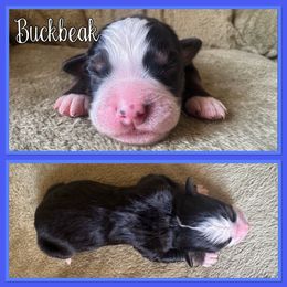 Buckbeak - Black rust and white male Bernese Mountain Dog puppy in Merrill, Michigan from Happy Tails Family Farm