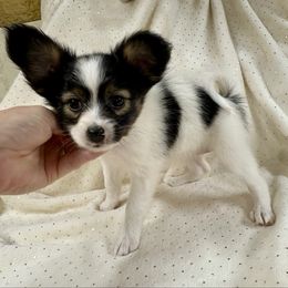 Poppy (Red) - White black and tan female Papillon puppy in Chattanooga, Oklahoma from Lottie Dottie Scottie’s and Papillons
