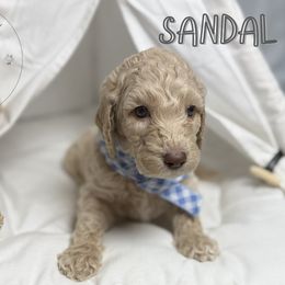 Sandal - Cream male Goldendoodle puppy in Ama, Louisiana from Spectrum Doodles