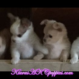 Chihuahua Puppies from Kiara's AKC Chihuahuas of Michigan