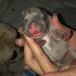 French Bulldogs from 360° Frenchies