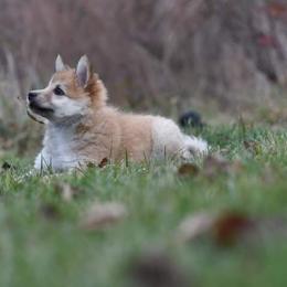 Icelandic Sheepdog Puppies from Valhalla Icelandic Sheepdogs