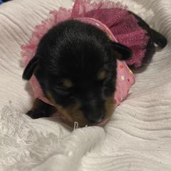 Prague Ratter Puppies from North Star Gem’s Prague Ratters