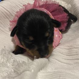 Prague Ratter Puppies from North Star Gem’s Prague Ratters