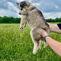 Siberian Husky Puppies from Red Top Huskies