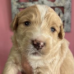 Boy 1 - Apricot male Goldendoodle puppy in Placerville, California from New Dawn Poodles and Doodles