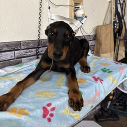 Boy 8 (Aqua collar) - Black and rust male Doberman Pinscher puppy in Elgin, Texas from New Horizons Kennels
