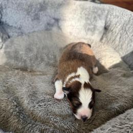 Mira - Sable and white female Shetland Sheepdog puppy in Mi   Clarkston, Michigan from Heslip Family Puppies