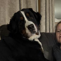 Woody - Bernese Mountain Dog