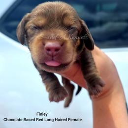 Finley - Chocolate and tan female Dachshund puppy in Quitman, Mississippi from S-and-A Kennels
