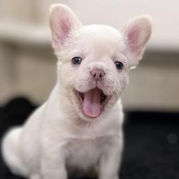 Winston - White male French Bulldog puppy in San Antonio, Texas from Tellez House of Frenchies