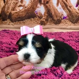 Girl 4 - Black tan and white female Biewer Terrier puppy in Jonestown, Pennsylvania from AKC Xtreme Biewer Terriers...