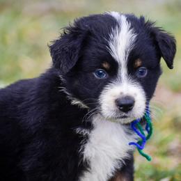 Blue green boy - Black tri-color male Australian Shepherd puppy in Clarkrange, Tennessee from Vom Wolff