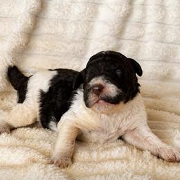 Oak - Parti male Poodle puppy in Calimesa, California from Teakwoodpoodleofsocal