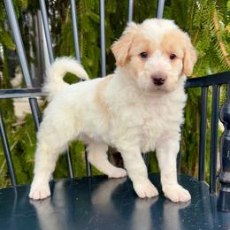 Rocky Road - Parti male Pyredoodle puppy in Bowling Green, Ohio from FDF Pyredoodles & Bernedoodles