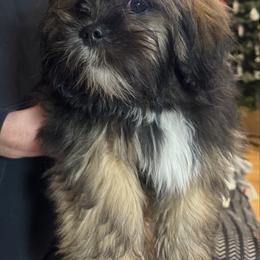 Beau - Red gold male Lhasa Apso puppy in Snover, Michigan from Lhasa Fur Life