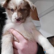 Sporty Mix Puppies from Eternal Symmetry