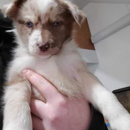 Sporty Mix Puppies from Eternal Symmetry