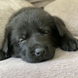 German Shepherd Puppies from Von Fleckenstein