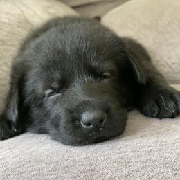 German Shepherd Puppies from Von Fleckenstein