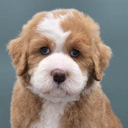 Yukon Gold - Red male Bernedoodle puppy in Hooper, Utah from Saltwater Doodles