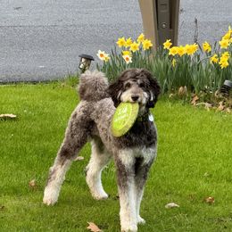 Scout - Bernedoodle