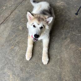 Mistletoe - Sable and white female Alaskan Malamute puppy in Brookwood, Alabama from Sunset Malamutes