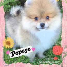 Popeye AKC - Red sable male Pomeranian puppy in Eatonville, Washington from Foxy Forest Poms