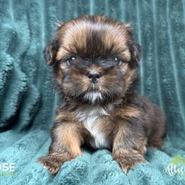 Goose - Red male Shih Tzu puppy in Alice, Texas from Altas Palmas Shih Tzu