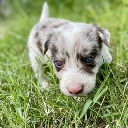 Gus - Red merle male Border Collie puppy in New Mexico from Twisted Biscuit Border Collies
