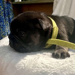 French Bulldog Puppies from Hope Mountain French Bulldogs