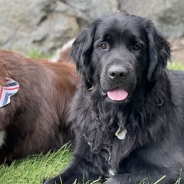 Newfoundlands from Newfies by the Sea