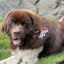 Newfoundlands from Newfies by the Sea