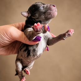 Boy 6 - Blue merle male Bernedoodle puppy in Delphos, Ohio from Route 66 Poodles & Doodles, Sapphire Shih-tzu's of Ohio