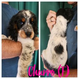 Churro - Black white and tan female English Springer Spaniel puppy in Spokane, Washington from Prairie Lane Springer Spaniels