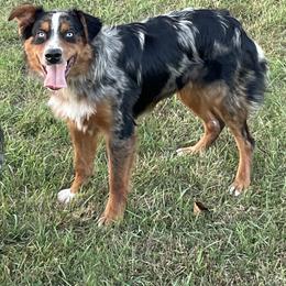 Windsor - Blue merle Australian Shepherd puppy in Luverne, Minnesota from BL Black Family Australian Shepherds