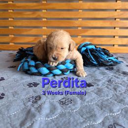 Perdita - Cream female Labradoodle puppy in Genoa City, Wisconsin from Sakura Pups