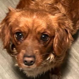 Fancy - Cavapoo