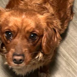 Fancy - Cavapoo